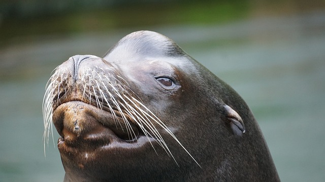 海狮 海豹 封印 - 上的免费照片