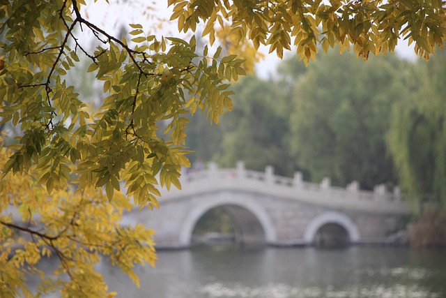 树 树叶 桥 - 上的免费照片