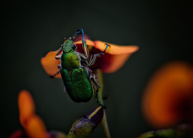 宝石甲壳虫 昆虫 甲虫，昆虫 - 上的免费照片