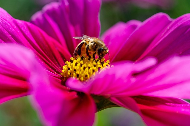 Kosmeen 蜜蜂 花粉 - 上的免费照片
