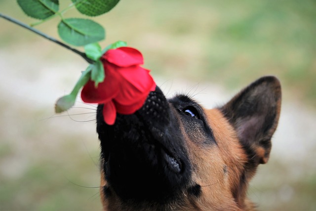 红玫瑰 狗 德国牧羊犬 - 上的免费照片