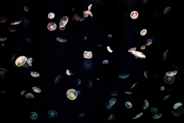 海蜇 海上的果冻 动物 - 上的免费照片