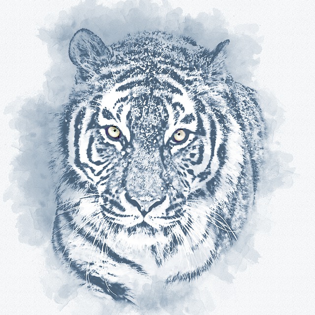 东北虎 老虎 猫科动物 - 上的免费图片