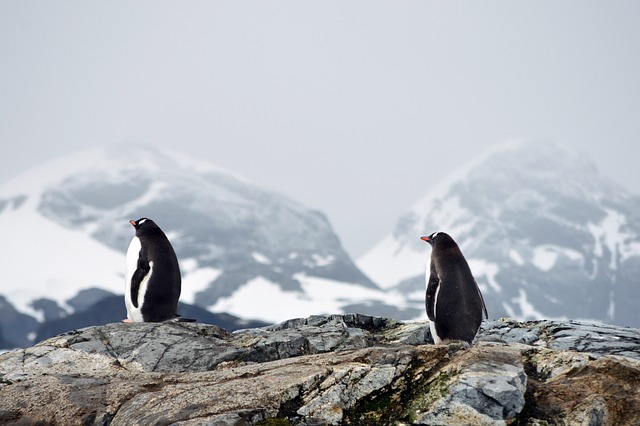 企鹅 山 雪 - 上的免费照片