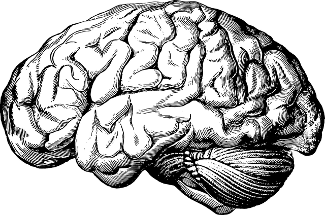 脑 器官 大脑 - 免费矢量图形