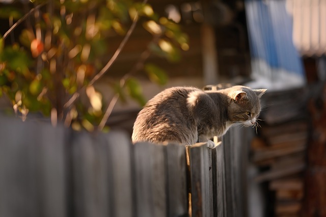 猫 栅栏 木制的 - 上的免费照片