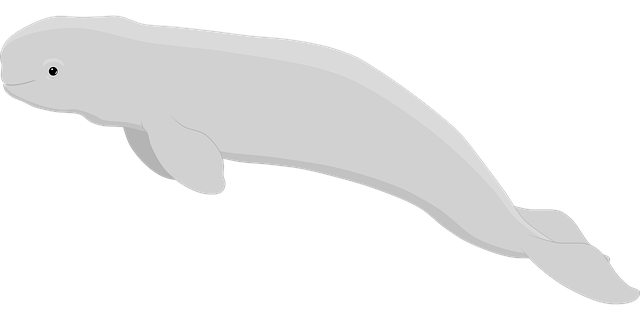 白鲸 鲸 水 - 免费矢量图形