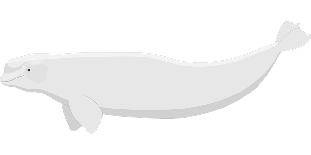 白鲸 鲸 水 - 免费矢量图形