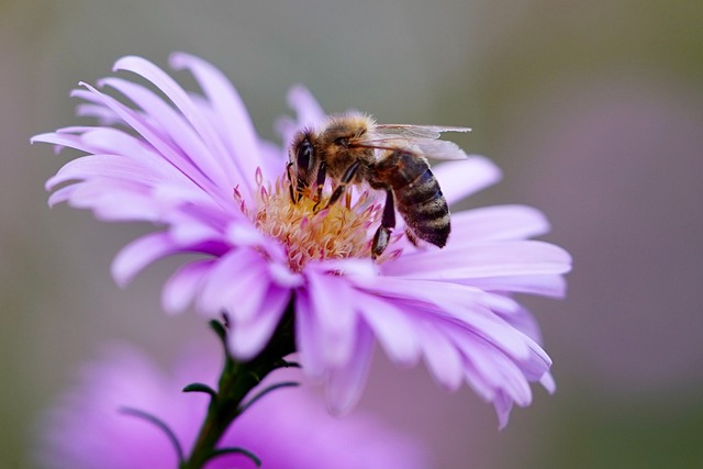 蜜蜂 昆虫 花 - 上的免费照片