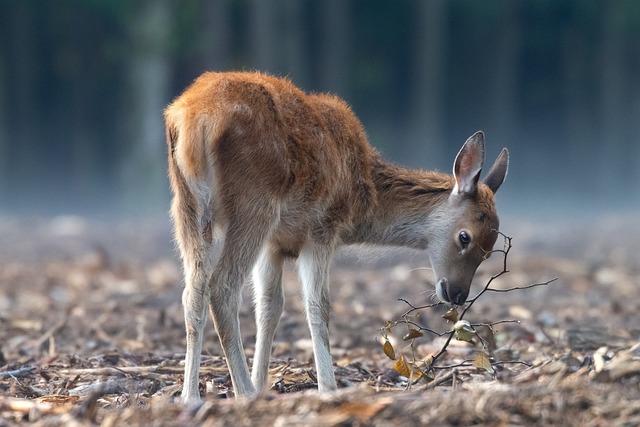 鹿 红鹿 野生动物 - 上的免费照片