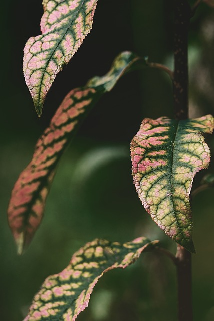 树叶 植物 双色叶子 - 上的免费照片