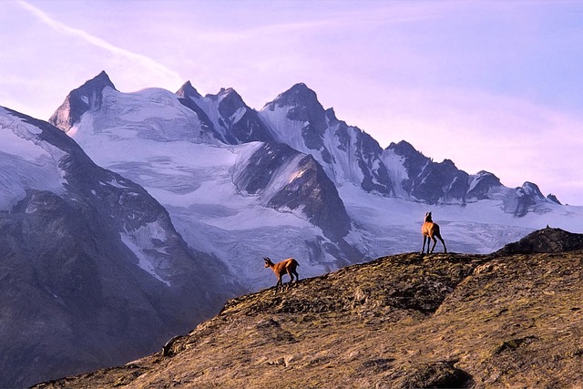 山 羚羊 阿尔卑斯山 - 上的免费照片