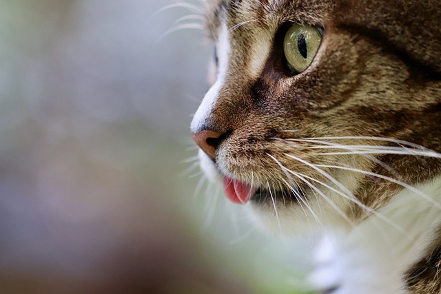 猫 猫的舌头 猫眼 - 上的免费照片