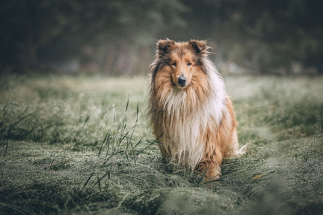 粗糙牧羊犬 狗 草地 - 上的免费照片