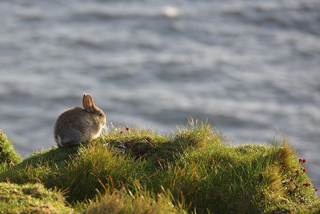 兔 草 悬崖 - 上的免费照片