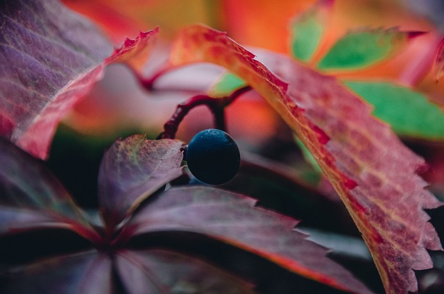 植物 树叶 葡萄 - 上的免费照片