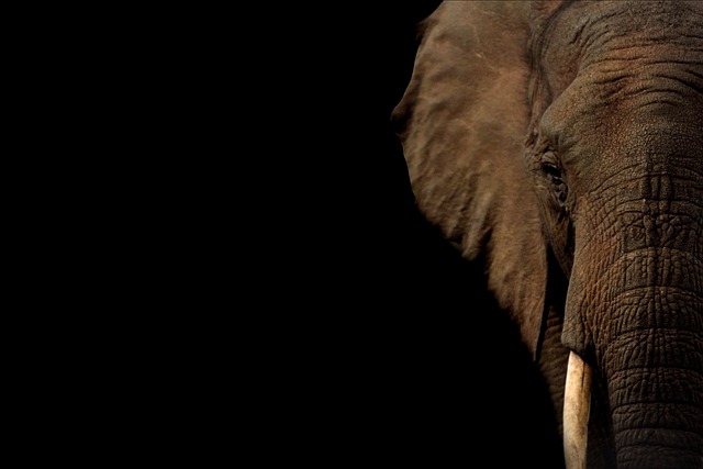 大象 对牙 树干 - 上的免费照片