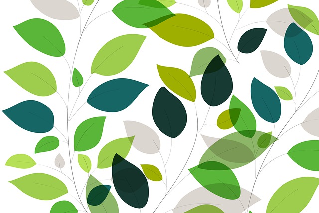 树叶 叶子 植物 - 上的免费图片