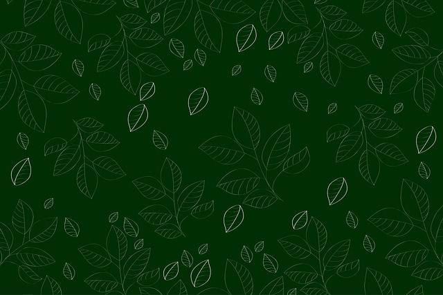 树叶 叶子 植物 - 上的免费图片