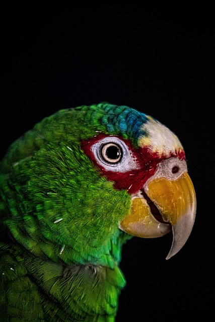 鹦鹉 鸟 动物 - 上的免费照片