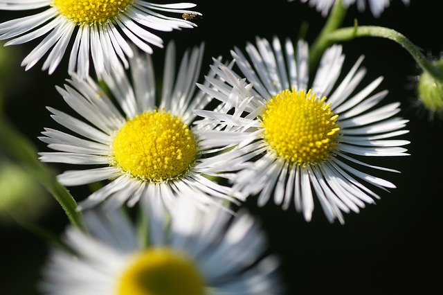 图兰年度 Erigeron Annuus 花朵 - 上的免费照片