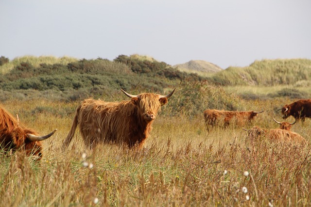 高原牛 奶牛 草地 - 上的免费照片