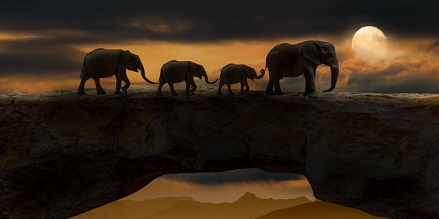 大象 动物 桥 - 上的免费图片