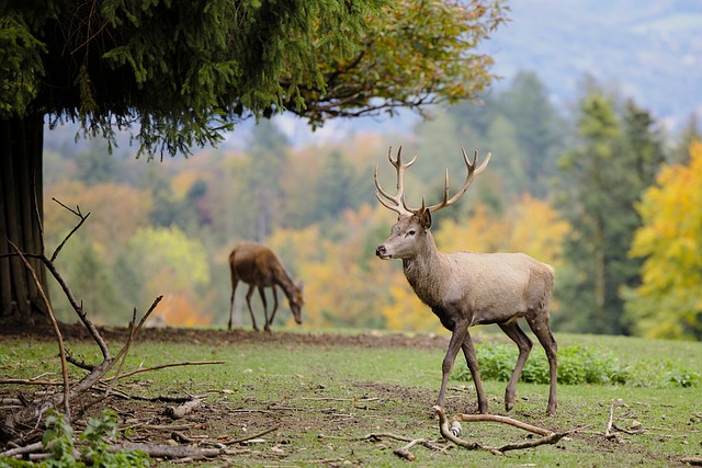 鹿 动物 自然 - 上的免费照片