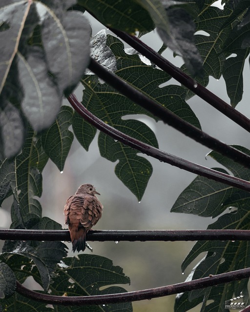 印加人的鸽子 鸟 动物 - 上的免费照片