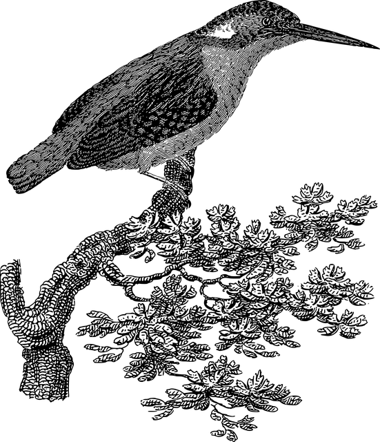 鸟 动物 喙 - 免费矢量图形