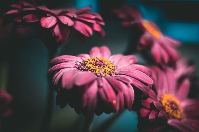 雏菊 花 植物 - 上的免费照片