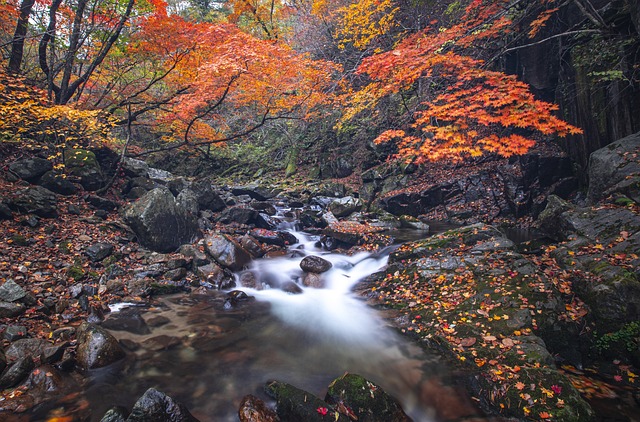 溪 森林 秋天 - 上的免费照片