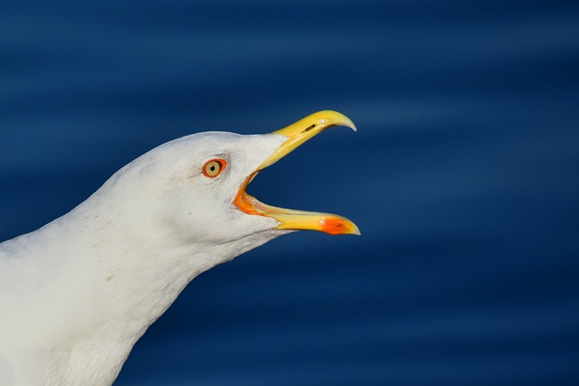 鸥 海鸥 动物 - 上的免费照片