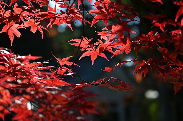 枫 秋 叶子 - 上的免费照片