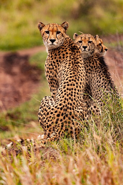 猎豹 动物 苹果浏览器 - 上的免费照片