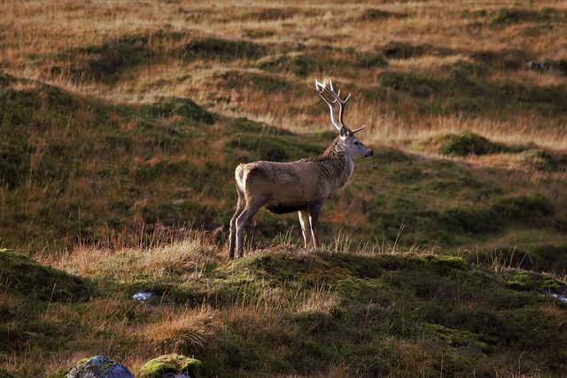 鹿 麈 哺乳动物 - 上的免费照片