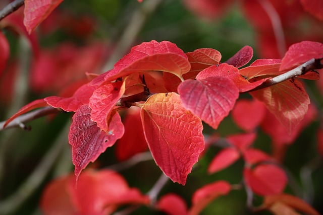 秋天的颜色 落下 红叶 - 上的免费照片