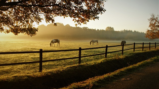 马匹 放牧 牧场 - 上的免费照片