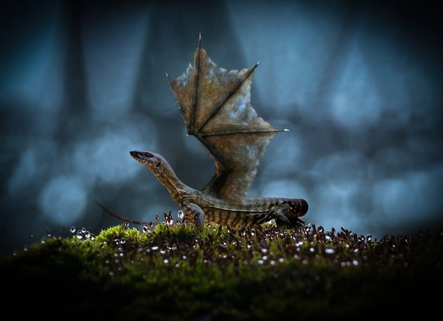 龙 苔藓 草 - 上的免费图片