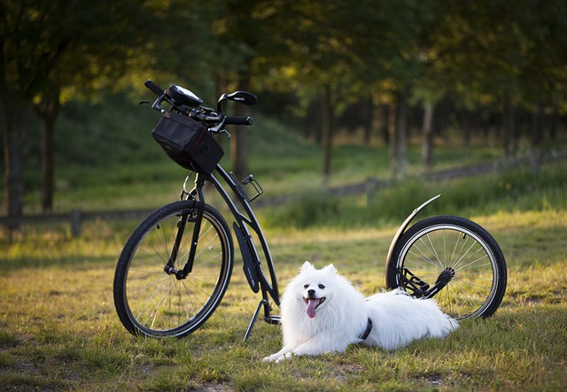 狗 小型摩托车 自行车 - 上的免费照片