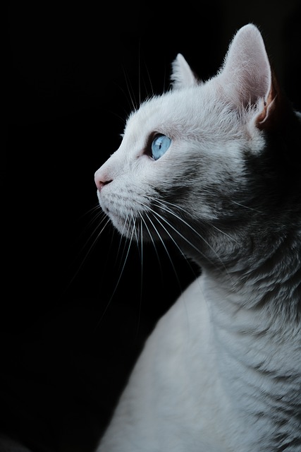 宠物 猫 肖像 - 上的免费照片