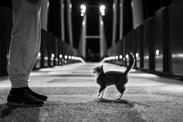 猫 小猫 街道 - 上的免费照片