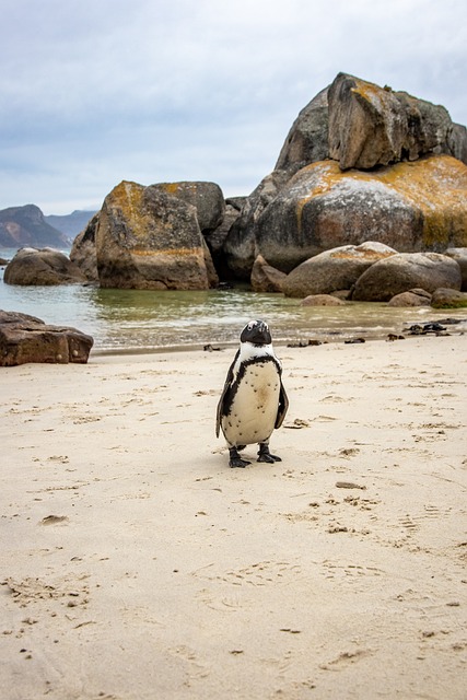 开普敦 博尔德海滩 企鹅 - 上的免费照片