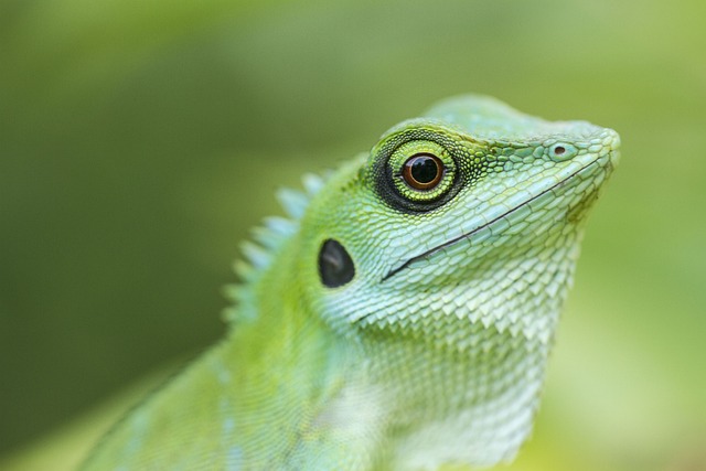 绿冠蜥蜴 爬虫 动物 - 上的免费照片