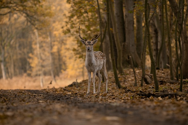 小鹿 动物 森林 - 上的免费照片