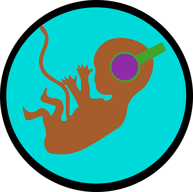 胚胎 婴儿在子宫里 - 上的免费图片