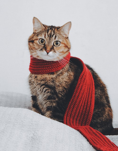 猫 围巾 虎斑猫 - 上的免费照片