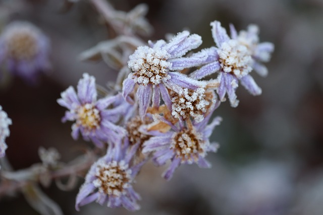花朵 霜 冻结 - 上的免费照片