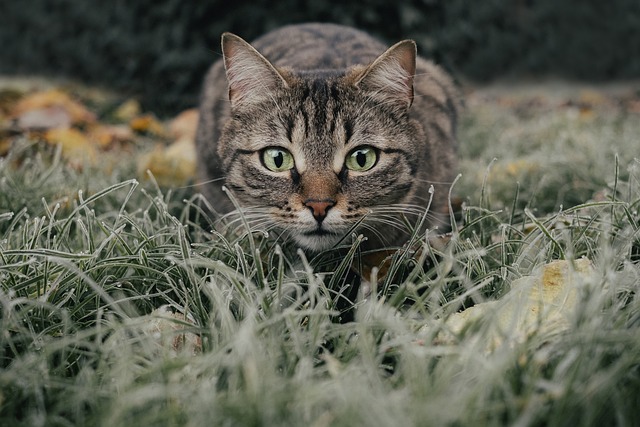 猫 虎斑猫 原野 - 上的免费照片