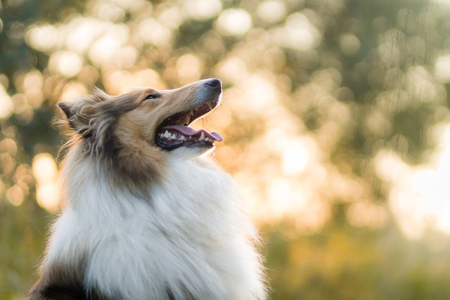 粗糙牧羊犬 狗 宠物 - 上的免费照片